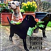 Border Terrier Garden Planter (Minnie)